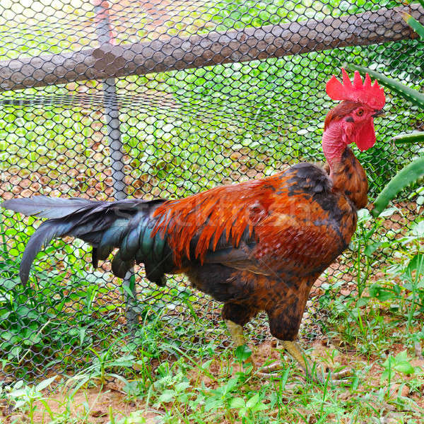rooster with bright plumage in a garden Stock photo © alinamd