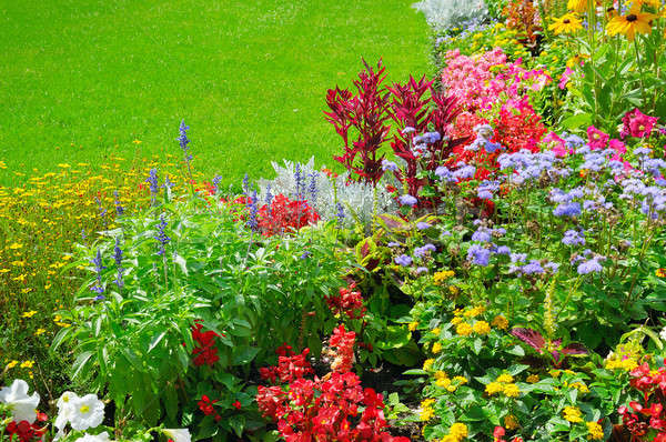 Stock foto: Sommer · Blumenbeet · grünen · Rasen · Beet · Blumen