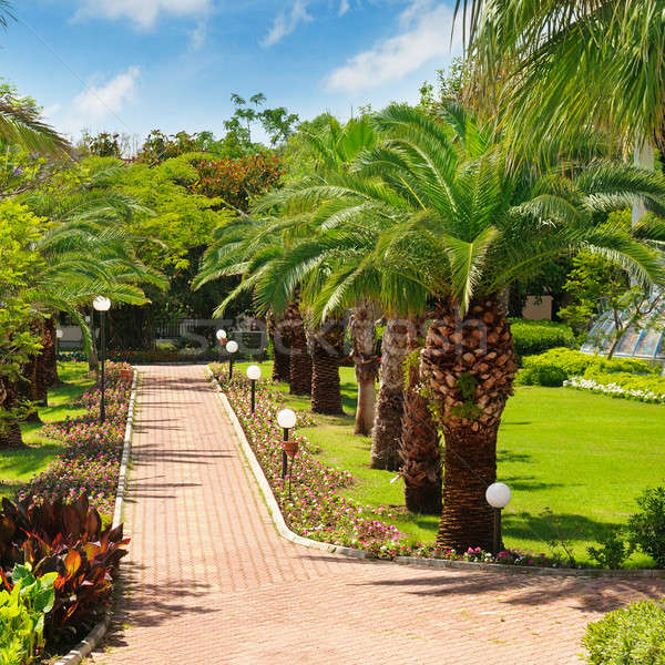 alley with tropical palm trees and lawn Stock photo © alinamd