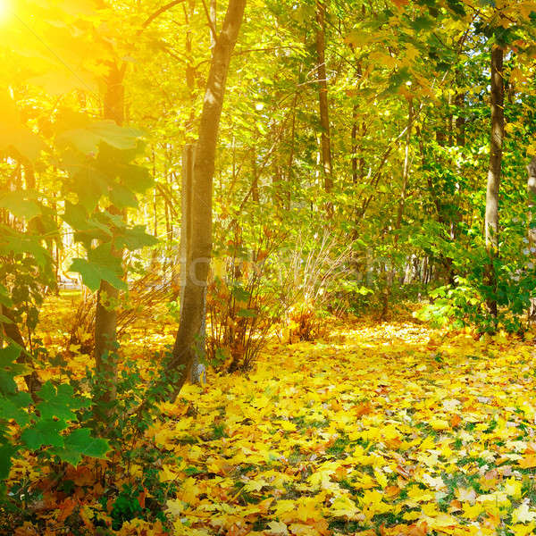Stok fotoğraf: Sonbahar · orman · sarı · akçaağaç · yaprakları · gündoğumu