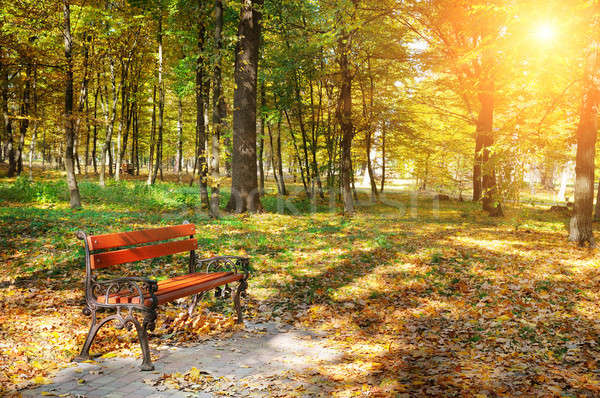 autumn park with paths and benches and sun Stock photo © alinamd