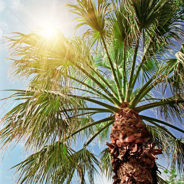 palm tree on background of blue sky Stock photo © alinamd