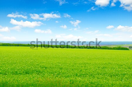 green field and blue sky with light clouds Stock photo © alinamd