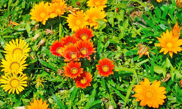 Beautiful background of garden flowers Stock photo © alinamd