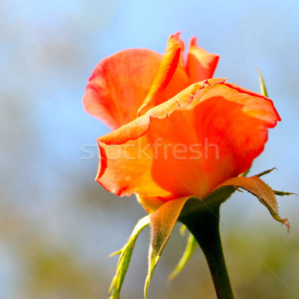 Foto stock: Rosebud · blue · sky · primavera · amor · rosa · natureza