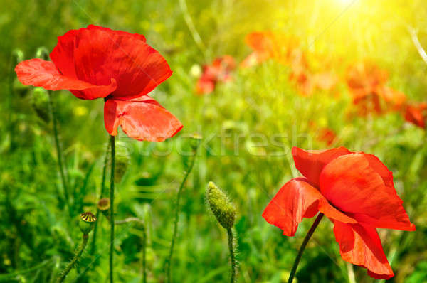 Stockfoto: Veld · klaprozen · zon · bloemen · zonsondergang · landschap