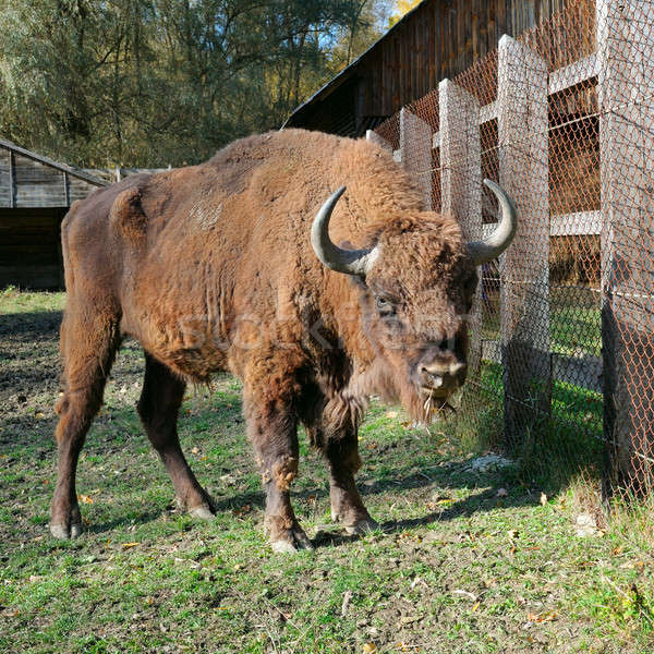 Young aurochs in the reserve Stock photo © alinamd