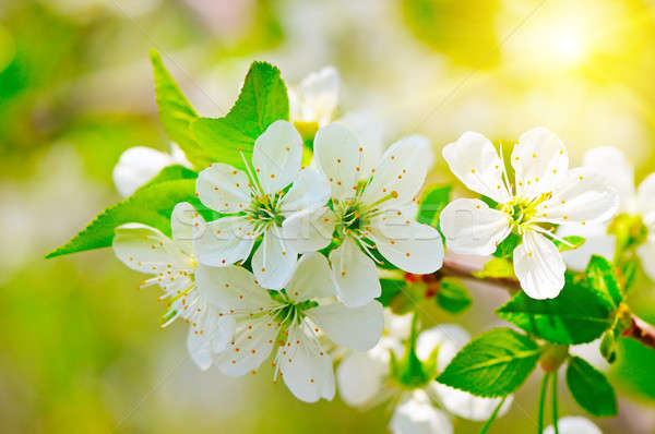 blooming branch of cherry in the sun Stock photo © alinamd