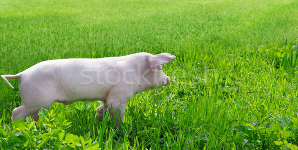 funny pig on a green grass Stock photo © alinamd