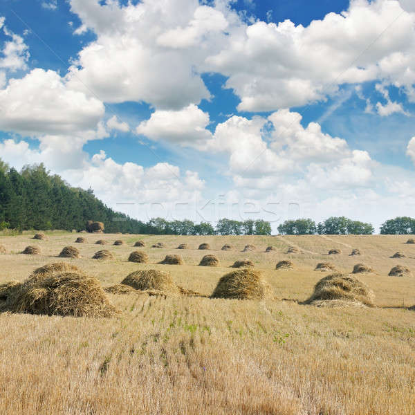 Field with Stacks of straw and blue sky Stock photo © alinamd