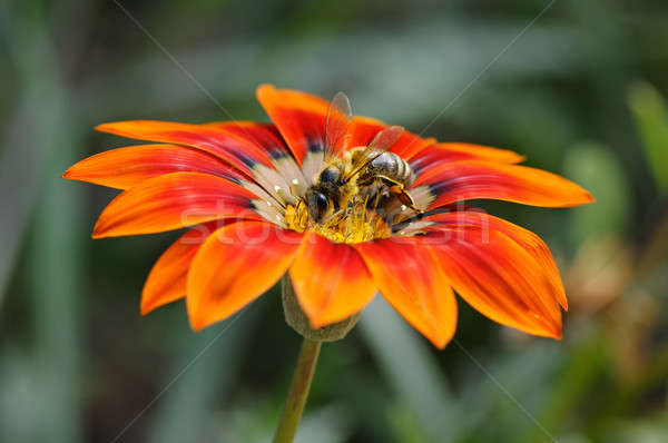 Bee красивой цветок текстуры природы саду Сток-фото © alinamd