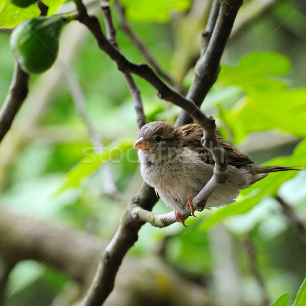 Grey sparrow on a tree branch. Focus on the bird. Shallow depth  Stock photo © alinamd