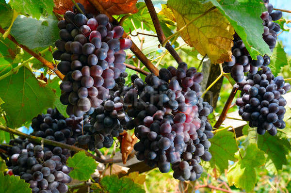 bunches of grapes on the vine Stock photo © alinamd
