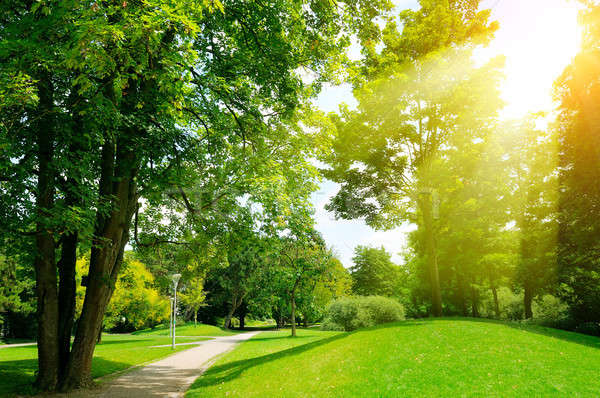 Bright sunny day in park. Sun rays illuminate green grass and tr Stock photo © alinamd