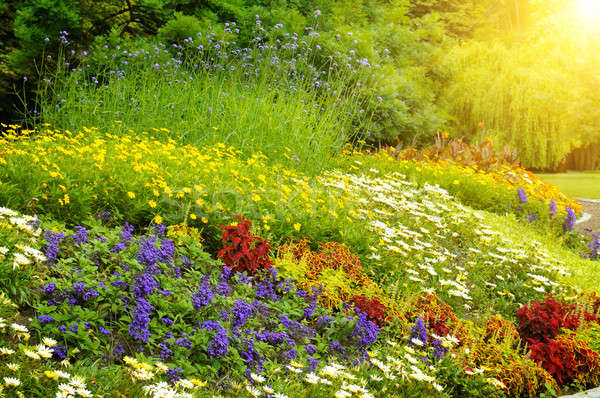 beautiful background of bright garden flowers Stock photo © alinamd