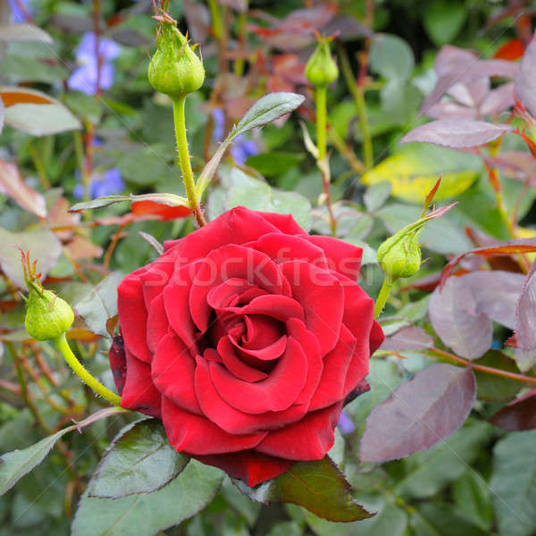 Foto stock: Rosa · jardim · de · flores · flor · primavera · fundo · beleza