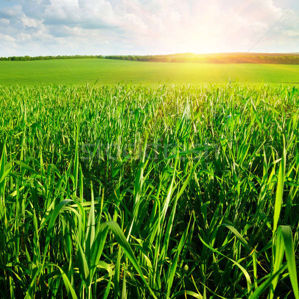 Świt dziedzinie piękna pole pszenicy wiosną trawy Zdjęcia stock © alinamd