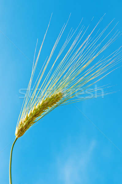 ear of wheat on a background of blue sky Stock photo © alinamd