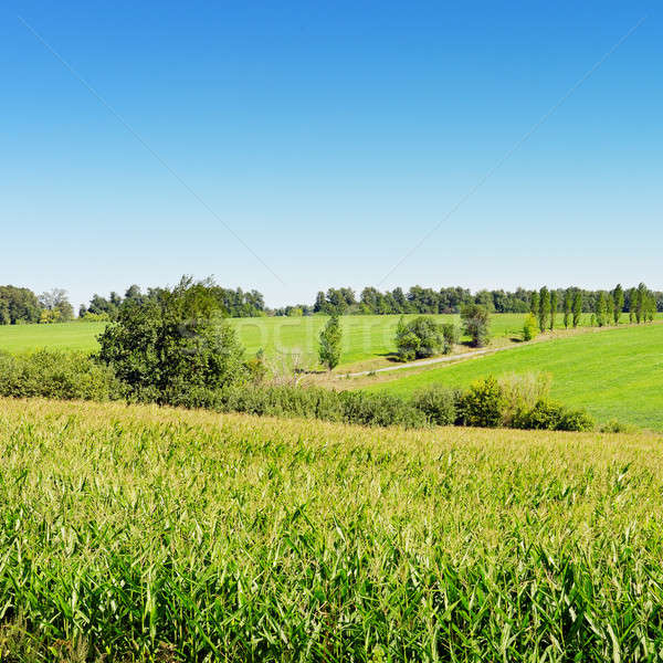 corn field and blue sky Stock photo © alinamd