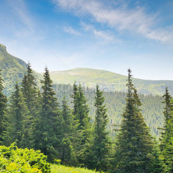 spruce forest on the hillside Stock photo © alinamd