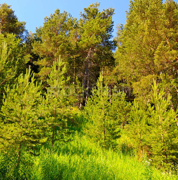 Sparren bos hemel voorjaar gras Stockfoto © alinamd
