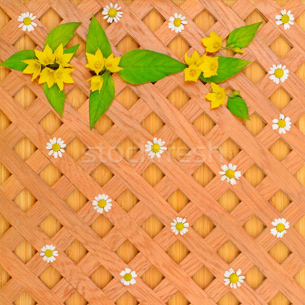 wood background, white daisies and pattern of wild flowers Stock photo © alinamd