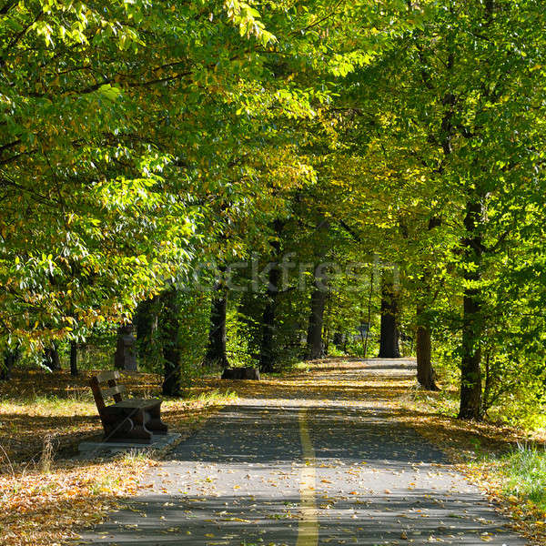 beautiful autumn park with soft sunlight Stock photo © alinamd