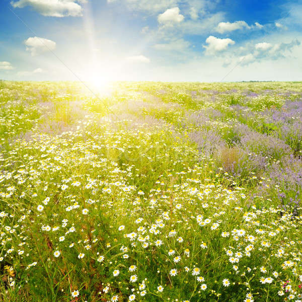 Field with daisies and sun on sky, focus on foreground Stock photo © alinamd