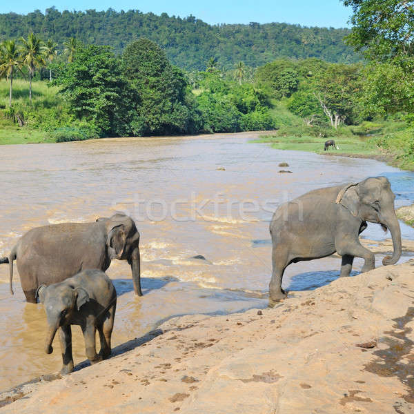 Elefantes rio céu água natureza Foto stock © alinamd