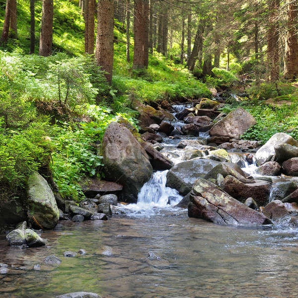 Hegy folyó tűlevelű erdő víz fa Stock fotó © alinamd