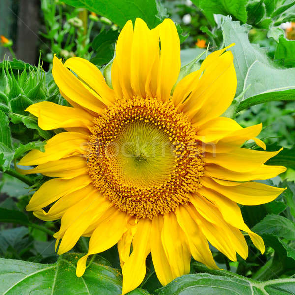 sunflowers on garden flower bed Stock photo © alinamd