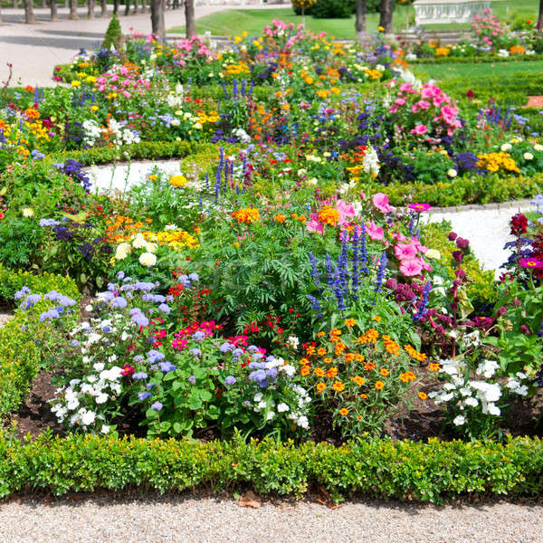 Verrukkelijk flower bed zomer park voorjaar gras Stockfoto © alinamd