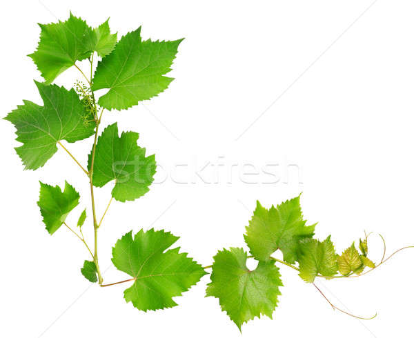 Butuc frunze izolat alb textură natură Imagine de stoc © alinamd