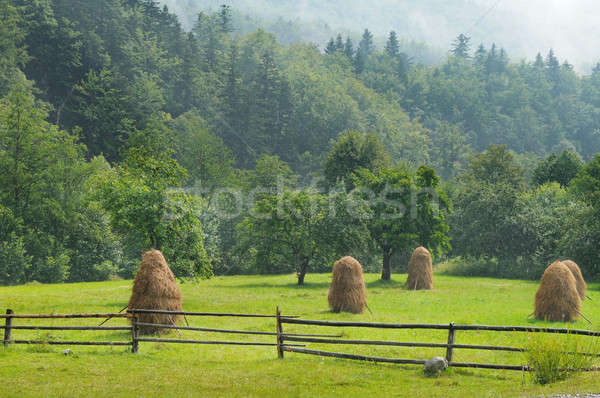 haystacks in the mountain valley Stock photo © alinamd