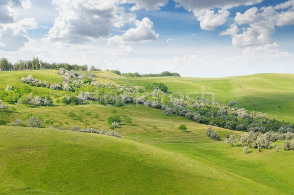 landscape with hilly field and blue sky Stock photo © alinamd