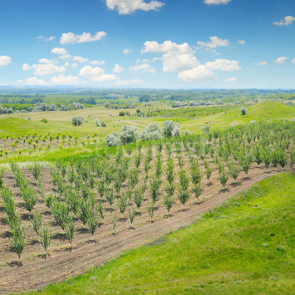 orchard, green meadows and blue sky Stock photo © alinamd