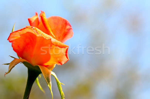 Capullo de rosa cielo azul flor naturaleza fondo belleza Foto stock © alinamd