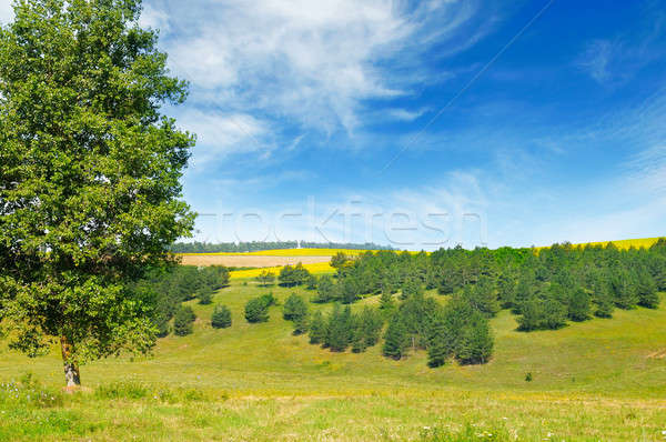 [[stock_photo]]: Pittoresque · champs · épinette · forêt · bouleau