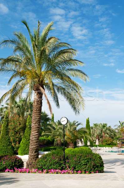 street clock and a palm tree in a beautiful park Stock photo © alinamd