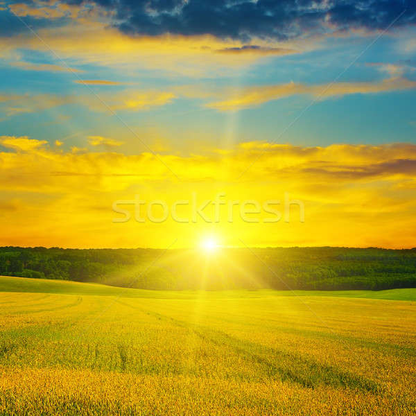 Wheat field and delightful sunrise Stock photo © alinamd