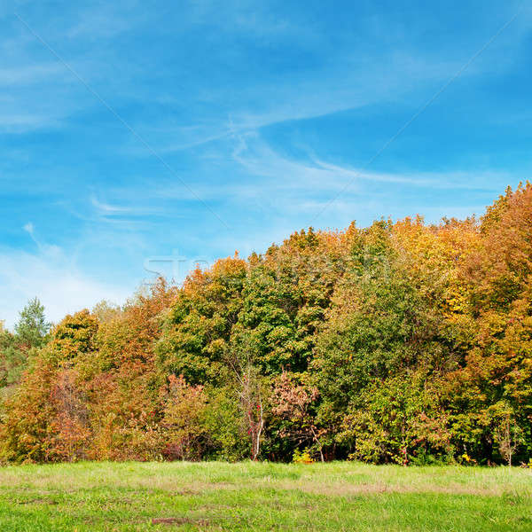 Jesienią lasu zielone łące Błękitne niebo drzewo Zdjęcia stock © alinamd
