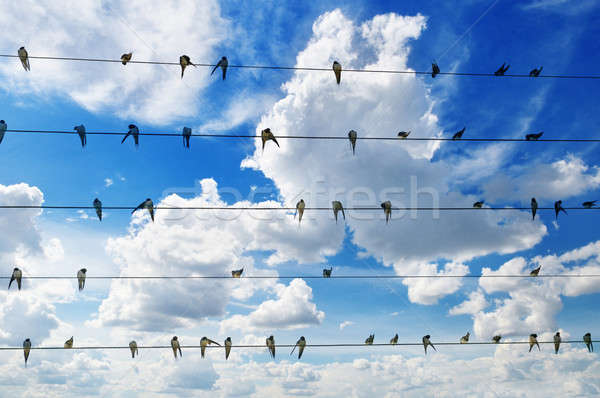 flock of swallows on blue sky background Stock photo © alinamd