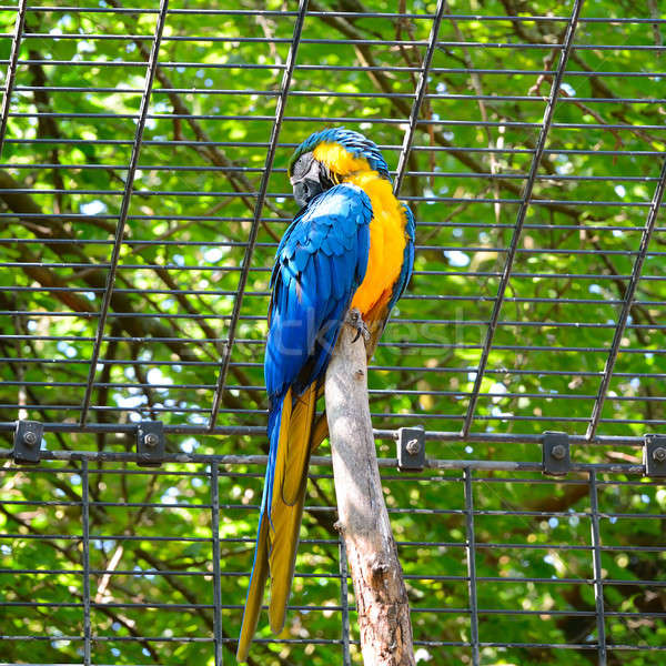 parrot ara in the zoo Stock photo © alinamd