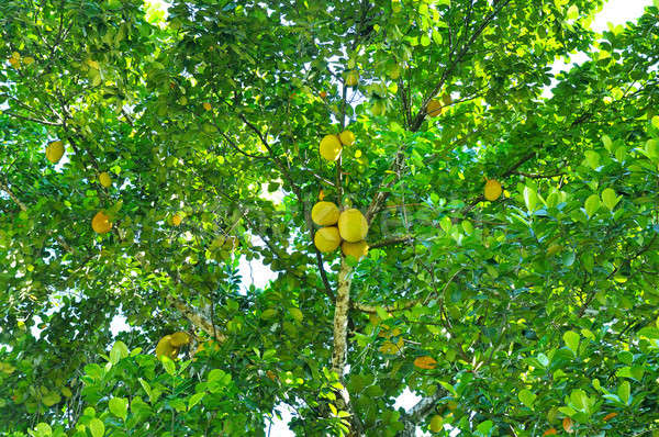 Ripe breadfruit (Artocarpus altilis) on a tree Stock photo © alinamd
