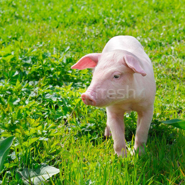 funny pig on a green grass Stock photo © alinamd