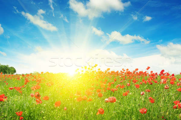 field with poppies and sun on blue sky Stock photo © alinamd