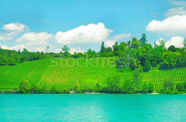 Stock photo: vineyards on the hilly bank of the river