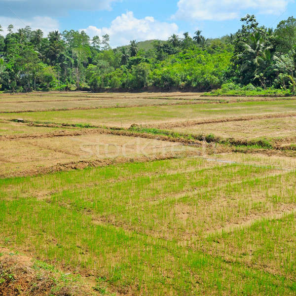 fields with crops of rice Sri Lanka Stock photo © alinamd