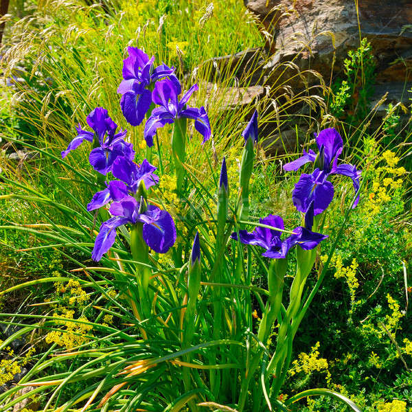 iris flowers on an alpine meadow Stock photo © alinamd