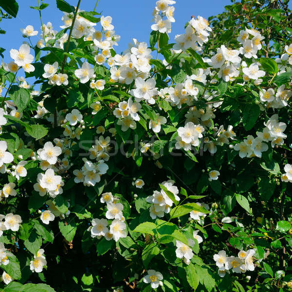 blooming jasmine bush on a background of blue sky Stock photo © alinamd
